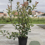 Photinia fraseri 'Red Robin' 100-120 cm 10L