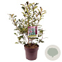 Photinia Magical Volcano 80-90 cm 10L