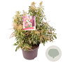 Pieris jap. Ralto Rose 30-40 cm 5,0L