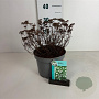 Spiraea jap. 'Albiflora' 25-30 cm 3,5L