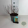 Spiraea jap. 'Golden Princess' 25-30 cm 3,5L