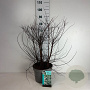 Spiraea nipp. 'Snowmound' 60-80 cm 10L