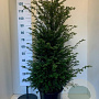 Taxus baccata 125 cm 15L
