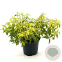 Cistus hybr. Little Miss Sunshine 25-30 cm 2,0L