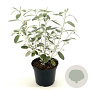 Cistus pulverulentus 'Sunset' 25-30 cm 2,0L