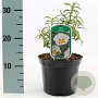 Cistus purpureus 'Alan Fradd' 25-30 cm 2,0L
