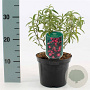 Cistus purpureus 'Betty Taudevin' 25-30 cm 2,0L