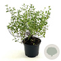 Cistus salviifolius 25-30 cm 2,0L