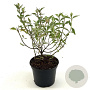 Cistus 'Silver Pink' 30-35 cm 2,0L