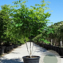 Cladrastis kentukea 200-250 cm cont. 110L meerstammig