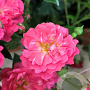 Rosa (PA) Spelarosa Lovely Fairy GM C1.5 eigen wortel