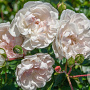 Rosa (H) Swany GM C1.5 eigen wortel