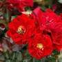 Rosa 'Gloed' GM C1.5 eigen wortel