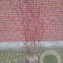 Cornus alba 'Sibirica' 100-125 cm met kluit