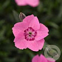 Dianthus car. M. Frost Pink Twinkle GM C5