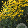 Rudbeckia f. 'Goldsturm' GM P9