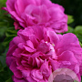 Rosa 'Purple Roadrunner' GM C1.5 eigen wortel