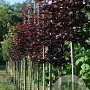 Acer plat. 'Crimson Sentry' 8-10 HO draadkluit
