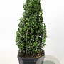 Buxus sempervirens 50-60 cm 3,0L piramide