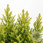 Chamaecyparis l. 'Ellw. Gold' 30-40 cm 3,0L