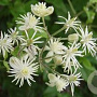 Clematis vitalba 175-200 cm 20L 3 stok