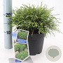Chamaecyparis p. 'Filifera Nana' 20-25 cm 3,0L