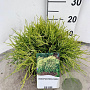 Chamaecyparis p. 'Sungold' 20-25 cm 3,0L