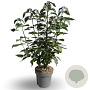 Clerodendrum trichotomum fargesii 100-125 cm 12L