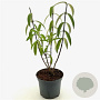 Comanthosphace dependens 40-50 cm 3,0L