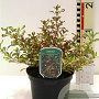 Coprosma 'Evening Glow' 25-30 cm 2,0L