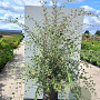 Cotoneaster franchetii 175-200 cm draadkluit struik op Stam