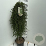 Cotoneaster pr. 'Queen of Carpets' 90 cm stam 7,5L