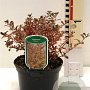 Coprosma 'Fire Burst' 25-30 cm 2,0L