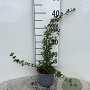 Cotoneaster radicans 'Eichholz' 25-30 cm C1.3