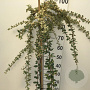 Cotoneaster suec. 'Juliette' 90 cm stam 7,5L