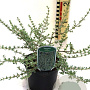 Coprosma kirkii 'Kirkii Variegata' 30-40 cm 2,0L