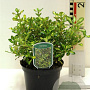 Coprosma 'Lemon and Lime' 25-30 cm 2,0L