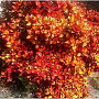 Coprosma 'Pina Colada' 25-30 cm 2,0L