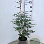 Cupressocyparis leylandii 80-100 cm 4,0L