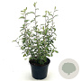 Corokia virgata 'Frosted Chocolate' 30-40 cm 2,0L