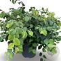 Corylopsis pauciflora 60-80 cm 12L