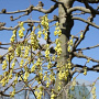 Corylopsis spicata 40-50 cm 5,0L vertakt