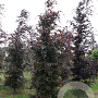 Fagus syl. 'Atropunicea' 20-25 HO draadkluit geveerd