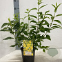 Forsythia int. 'Lynwood' 20-30 cm 2,0L