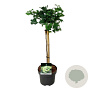 Ginkgo bil. 'Mariken' 40 cm stam 4,5L