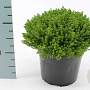 Hebe 'Emerald Gem' 10 cm P10,5
