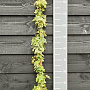 Hedera hel. 'Goldchild' 150-175 cm vierkant rond 5,5L