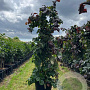Corylus 'Red Majestic' 125-150 cm 35L