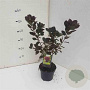 Cotinus cog. 'Royal Purple' 30-40 cm 2,5L