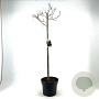 Cotinus cog. 'Royal Purple' 80 cm stam 10L bol